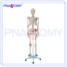 PNT-0103 Lehrmodell für Biologie 170cm hohes Skelettmodell mit Gelenkband und farbig